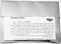 Cladonia caespiticia image